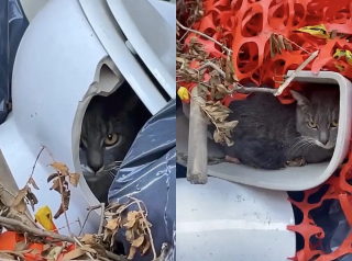 Illustration de l'article : Un bon samaritain découvre un chat caché dans une cuvette de toilettes et change sa vie à jamais (vidéo)