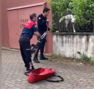 Illustration de l'article : Un chien facétieux dupe passants et pompiers qui le croient pris au piège (vidéo)