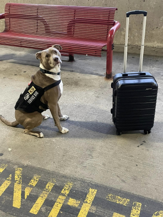 Illustration de l'article : "Il a changé mon monde" : un ancien militaire traumatisé raconte son sauvetage par un chien d'assistance