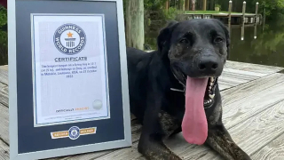 Illustration de l'article : Une chienne à la langue bien pendue : Zoey signe son entrée au Guinness avec un surprenant record