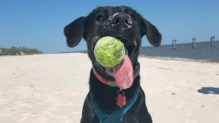 Illustration de l'article : Une chienne à la langue bien pendue : Zoey signe son entrée au Guinness avec un surprenant record