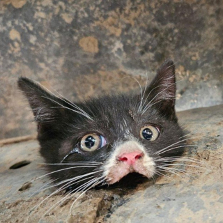 Illustration de l'article : Un chauffeur de camion découvre un chaton coincé dans le châssis de son véhicule 