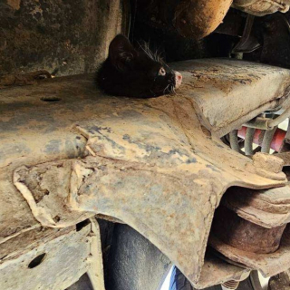 Illustration de l'article : Un chauffeur de camion découvre un chaton coincé dans le châssis de son véhicule 