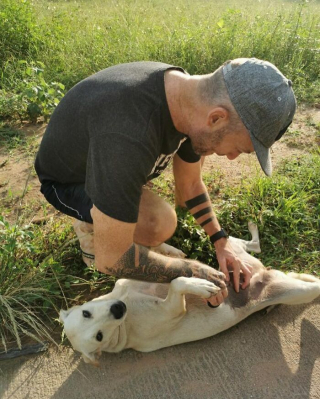 Illustration de l'article : 20 photos racontant l'histoire touchante d'un homme ayant changé de vie en sauvant les chiens errants en ThaÏlande