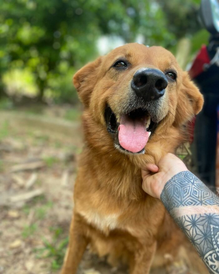 Illustration de l'article : 20 photos racontant l'histoire touchante d'un homme ayant changé de vie en sauvant les chiens errants en ThaÏlande