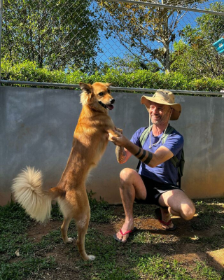 Illustration de l'article : 20 photos racontant l'histoire touchante d'un homme ayant changé de vie en sauvant les chiens errants en ThaÏlande