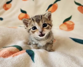 Illustration de l'article : Le parcours émouvant de Peach, chaton orphelin trouvé seul et malade dans l'herbe