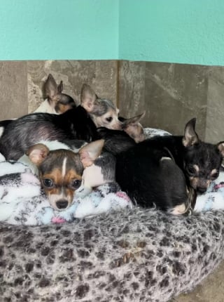 Illustration de l'article : Des Chihuahuas seniors terrifiés se transforment totalement en courant dans l'herbe pour la première fois