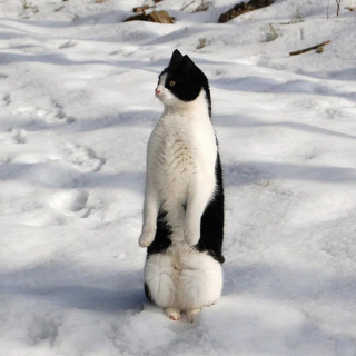 Illustration de l'article : 18 photos de chats laissant à penser qu'ils étaient des pingouins ou des suricates dans une autre vie