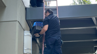 Illustration de l'article : Un chat fait une chute vertigineuse du 11e étage et se bat pour rester en vie