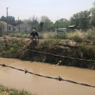 Illustration de l'article : Une promenade le long du canal se transforme en mission urgente pour sauver une chienne