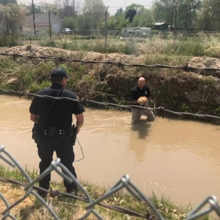 Illustration de l'article : Une promenade le long du canal se transforme en mission urgente pour sauver une chienne