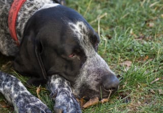 Illustration de l'article : Les vétérinaires s’emploient à sauver 2 chiens ayant avalé des friandises pleines de clous données par un voisin