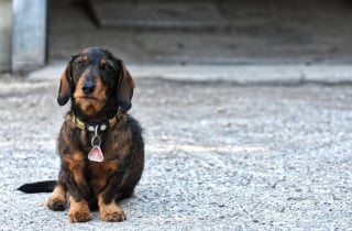 Illustration de l'article : Les vétérinaires s’emploient à sauver 2 chiens ayant avalé des friandises pleines de clous données par un voisin