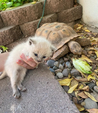 Illustration de l'article : Des chatons abandonnés trouvent l'amour en partie grâce à une tortue sortie d'hibernation