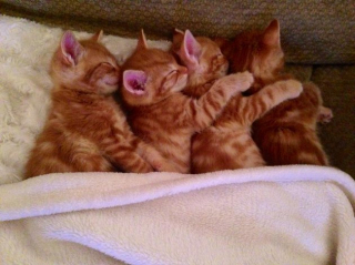 Illustration de l'article : 11 photos craquantes de chatons endormis et qu'on n'oserait réveiller sous aucun prétexte