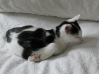 Illustration de l'article : 11 photos craquantes de chatons endormis et qu'on n'oserait réveiller sous aucun prétexte