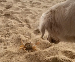 Illustration de l'article : Duel insolite sur la plage entre un Golden Retriever curieux et un crabe prêt à en découdre (vidéo)