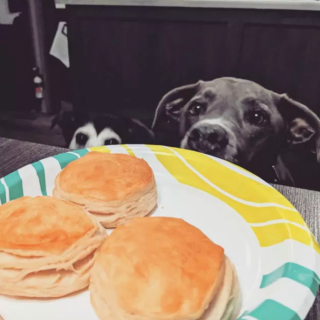 Illustration de l'article : 16 photos de chiens faisant les yeux doux à leurs humains dans l'espoir d'obtenir un peu de leur nourriture