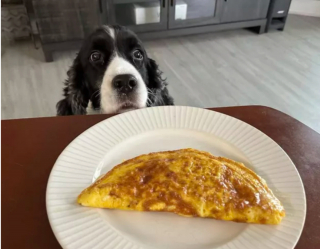 Illustration de l'article : 16 photos de chiens faisant les yeux doux à leurs humains dans l'espoir d'obtenir un peu de leur nourriture