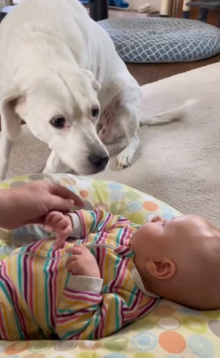 Illustration de l'article : L'adorable moment où une chienne aveugle rencontre enfin le bébé qu'elle entend depuis des mois (vidéo)