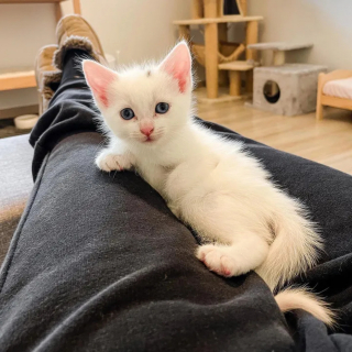 Illustration de l'article : Une chatte errante en quête d'un lieu sûr pour ses chatons rencontre la personne qu'il fallait