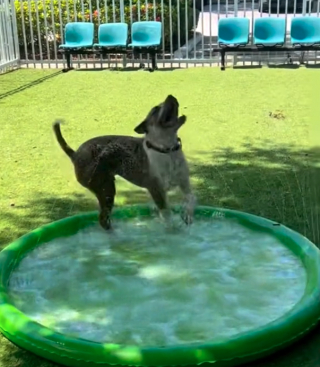 Illustration de l'article : Après avoir vécu dans une cage, ce chien s’amuse pleinement dans le petit jardin du refuge (vidéo)