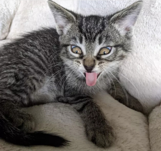 Illustration de l'article : 14 photos d'exploits chaotiques réalisés par les chats pour susciter rires et frissons