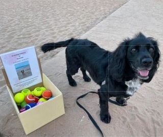 Illustration de l'article : Balles de tennis en libre service à la plage : l'émouvant hommage rendu par une femme à son Cocker