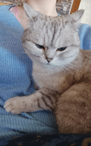 Illustration de l'article : 20 photos de chats dont on a du mal à prendre la colère au sérieux tant ils sont adorables