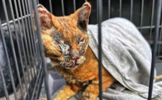 Illustration de l'article : Victime de graves brûlures, ce chat tente de se reconstruire physiquement et mentalement auprès d’une famille aimante (vidéo)