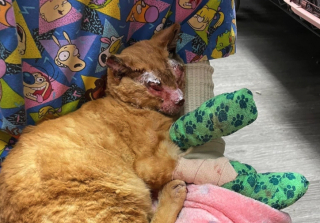 Illustration de l'article : Victime de graves brûlures, ce chat tente de se reconstruire physiquement et mentalement auprès d’une famille aimante (vidéo)