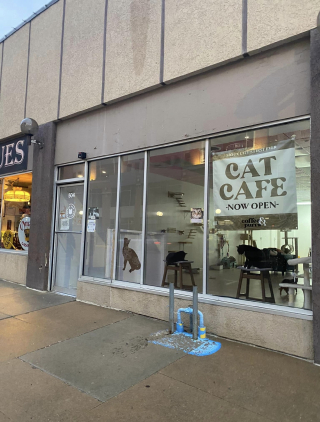 Illustration de l'article : Ce bar à chats a offert un nouveau départ à des dizaines de félins en quelques mois d'existence