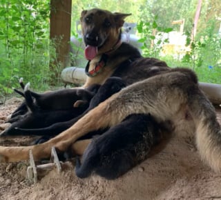 Illustration de l'article : Une femme et la chienne qu’elle a sauvée retournent dans la nature pour chercher les chiots de cette dernière (vidéo)