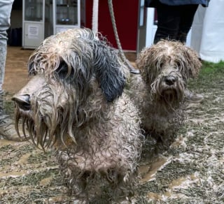 Illustration de l'article : 15 photos de chiens aux pattes boueuses et au sourire radieux