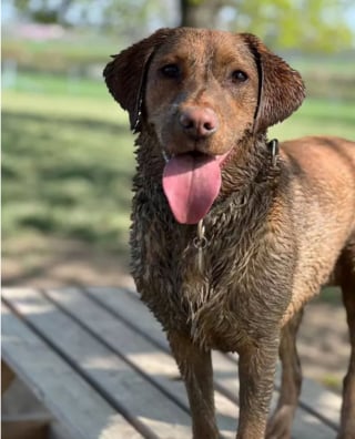 Illustration de l'article : 15 photos de chiens aux pattes boueuses et au sourire radieux