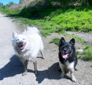 Illustration de l'article : 15 photos de chiens aux pattes boueuses et au sourire radieux