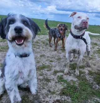 Illustration de l'article : 15 photos de chiens aux pattes boueuses et au sourire radieux