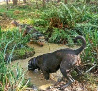 Illustration de l'article : 15 photos de chiens aux pattes boueuses et au sourire radieux