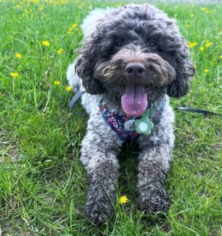 Illustration de l'article : 15 photos de chiens aux pattes boueuses et au sourire radieux