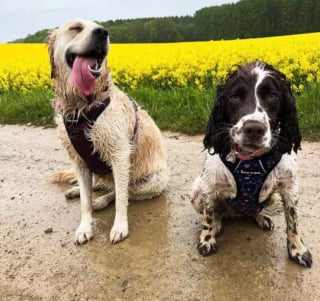 Illustration de l'article : 15 photos de chiens aux pattes boueuses et au sourire radieux