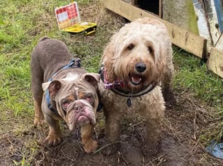 Illustration de l'article : 15 photos de chiens aux pattes boueuses et au sourire radieux