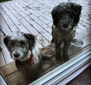 Illustration de l'article : 15 photos de chiens aux pattes boueuses et au sourire radieux