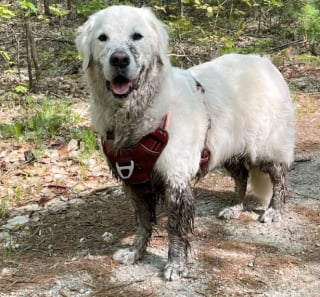 Illustration de l'article : 15 photos de chiens aux pattes boueuses et au sourire radieux