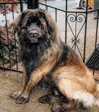 Illustration de l'article : 15 photos de chiens aux pattes boueuses et au sourire radieux