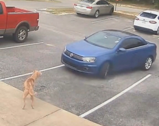 Illustration de l'article : Les caméras de surveillance filment l’abandon bouleversant d’un chien devant un refuge fermé (vidéo)