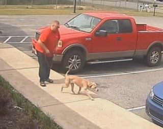 Illustration de l'article : Les caméras de surveillance filment l’abandon bouleversant d’un chien devant un refuge fermé (vidéo)