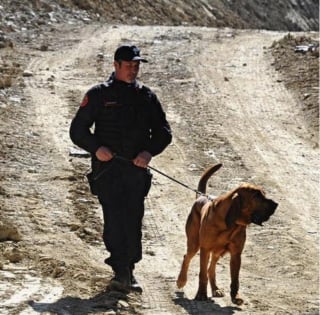 Illustration de l'article : 20 photos sublimes de Chiens de Saint Hubert, canidés au flair et à la douceur exceptionnels