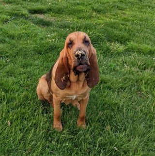 Illustration de l'article : 20 photos sublimes de Chiens de Saint Hubert, canidés au flair et à la douceur exceptionnels