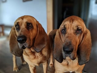 Illustration de l'article : 20 photos sublimes de Chiens de Saint Hubert, canidés au flair et à la douceur exceptionnels